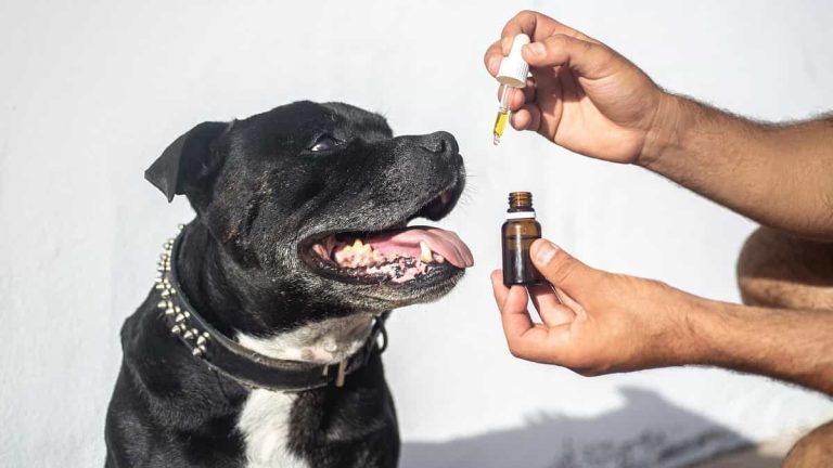 CBD Oil for Pets