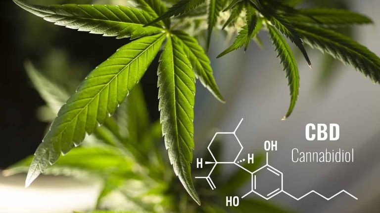 Differences Between CBD and THC