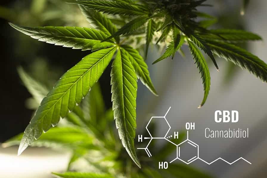 Differences Between CBD and THC