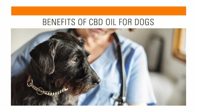 Benefits of CBD Oil for Dogs