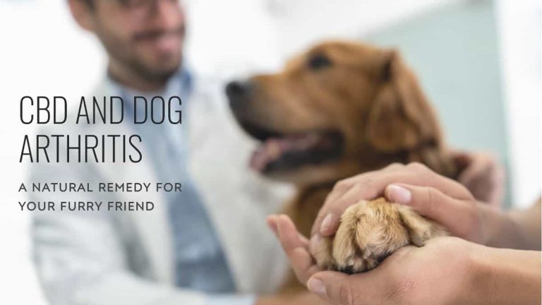 CBD and Dog Arthritis