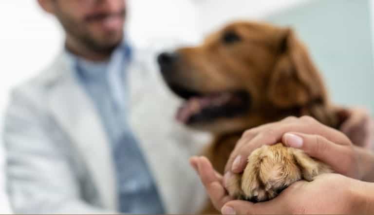 CBD and Dog Arthritis