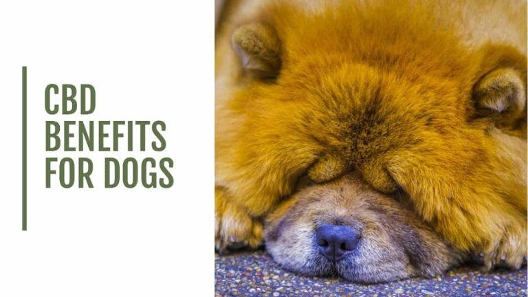 CBD Benefits for Dogs