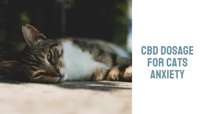 CBD Dosage for Cats Anxiety