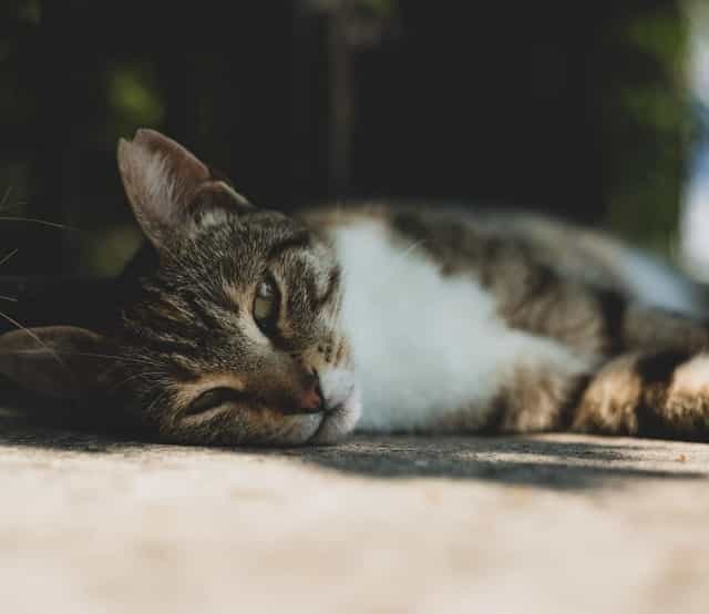 CBD Dosage for Cats Anxiety