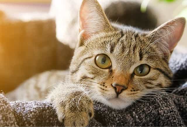 CBD Dosage for Cats