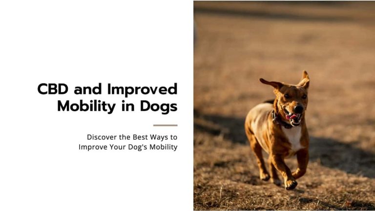 CBD and Improved Mobility in Dogs