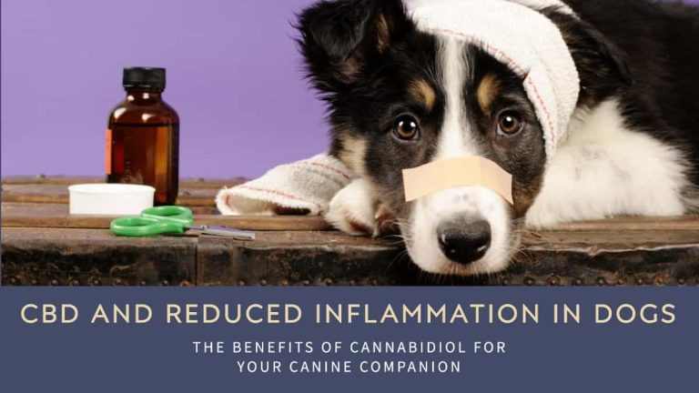 CBD and Reduced Inflammation in Dogs