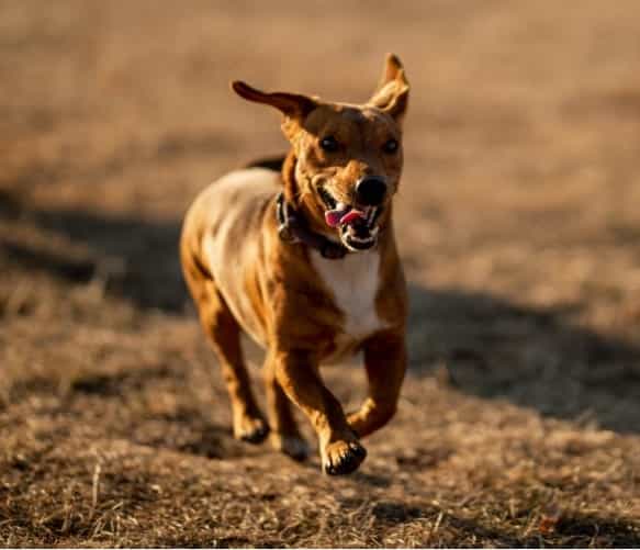 CBD and Improved Mobility in Dogs