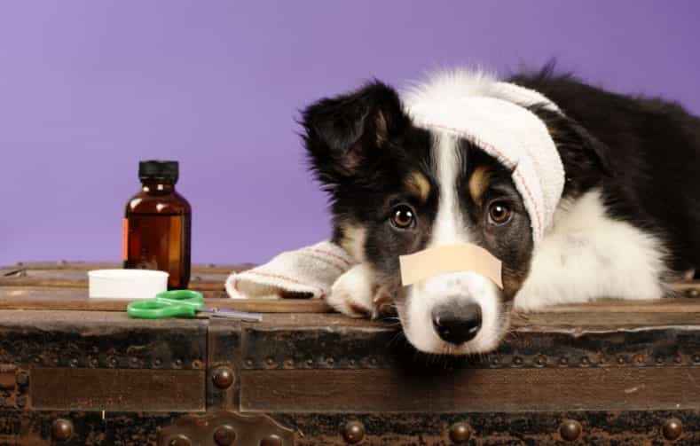 CBD and Reduced Inflammation in Dogs