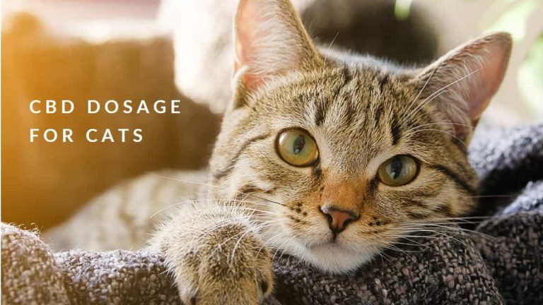 CBD Dosage for Cats