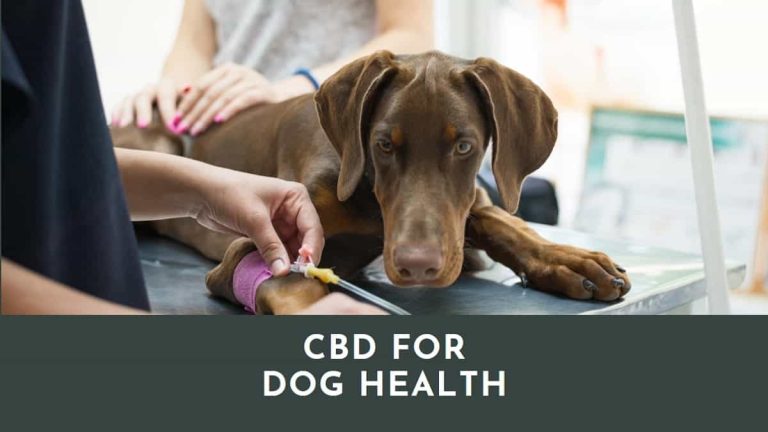 CBD for Dog Health