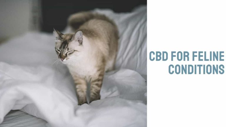 CBD for Feline Conditions