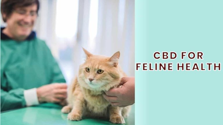 CBD for Feline Health