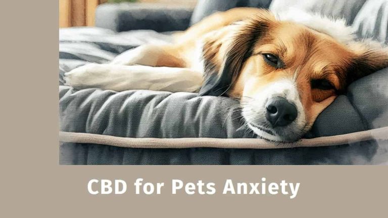 CBD for Pets Anxiety