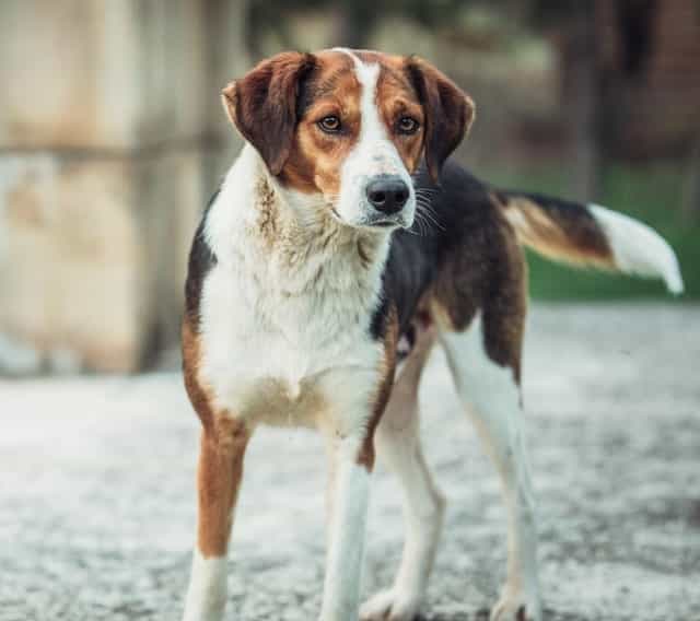 CBD for Aging Dogs