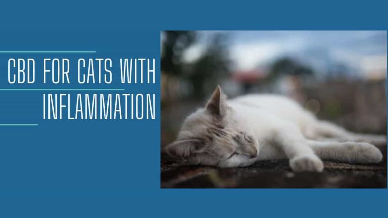 CBD for Cats with Inflammation