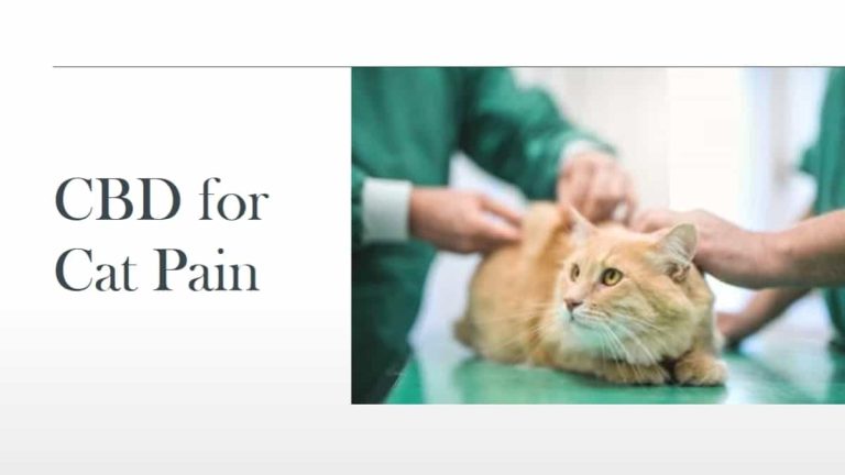 CBD for Cat Pain