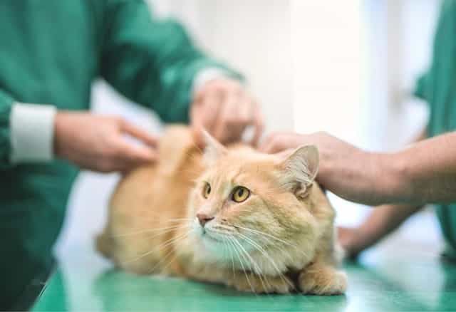 CBD for Cat Pain