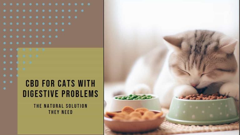 CBD for Cats with Digestive Problems