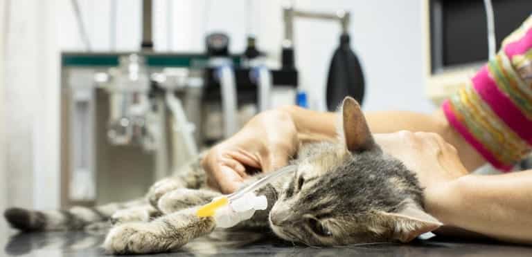 CBD for Cats with Joint Pain