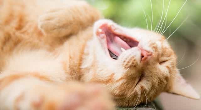 CBD for Cats with Seizures