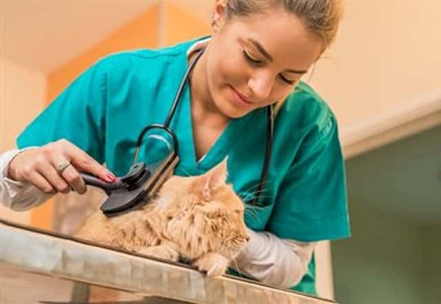 CBD for Cats with Skin Problems