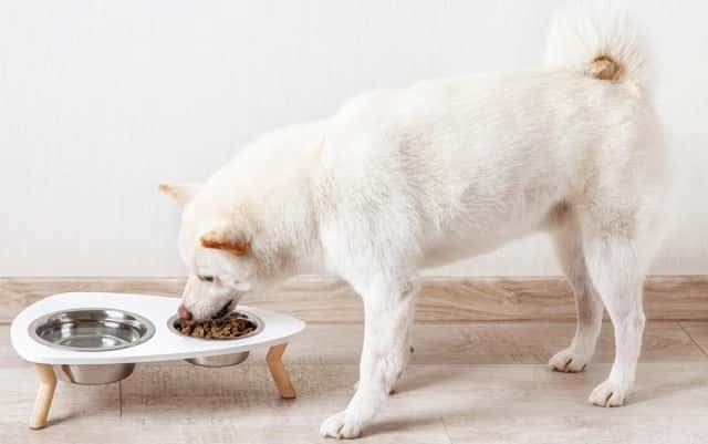 CBD for Dog Appetite