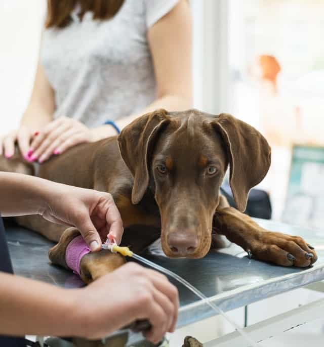 CBD for Dog Health