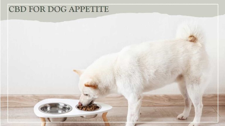 CBD for Dog Appetite