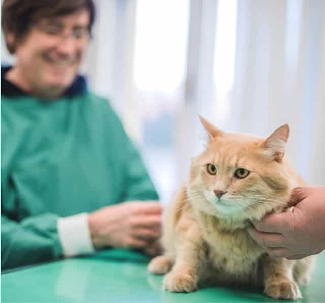 CBD for Feline Health