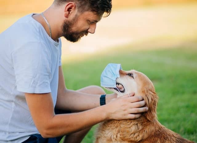 CBD for Pet Allergies