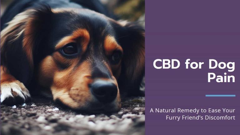 CBD for Dog Pain