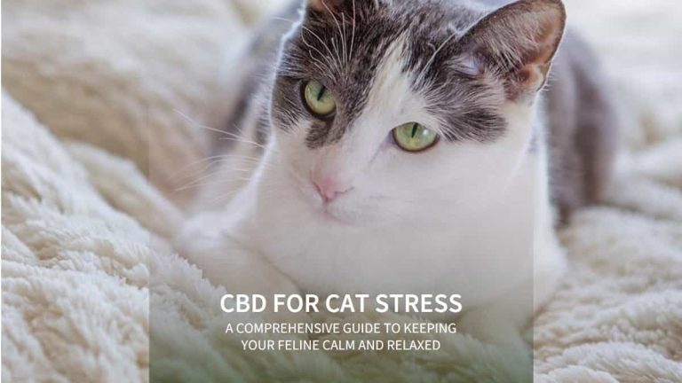 CBD for Cat Stress