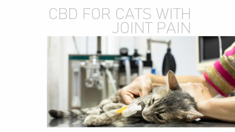 CBD for Cats with Joint Pain