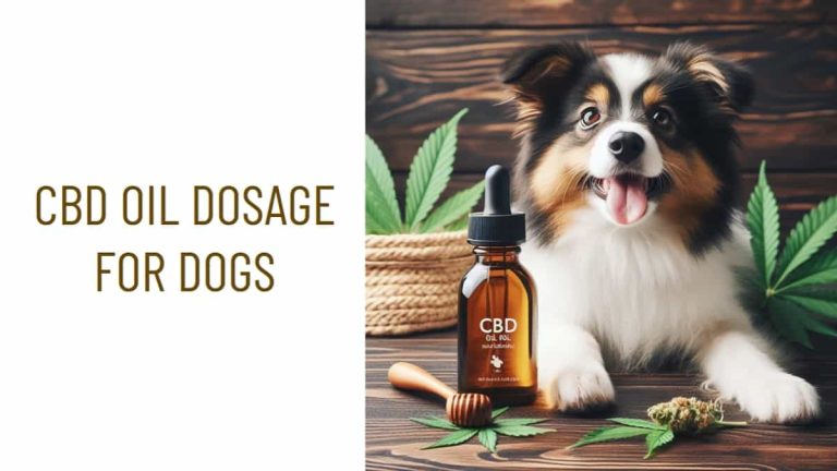 guide on CBD oil dosage for dogs