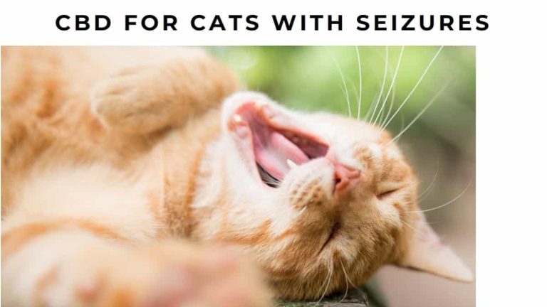 CBD for Cats with Seizures