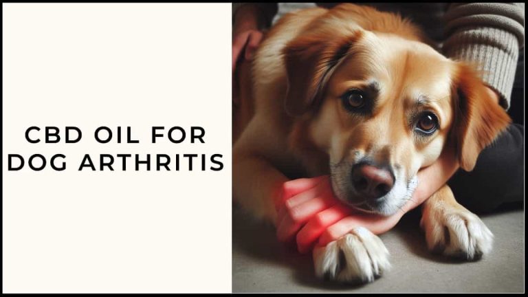 Benefits of CBD Oil for Dog Arthritis