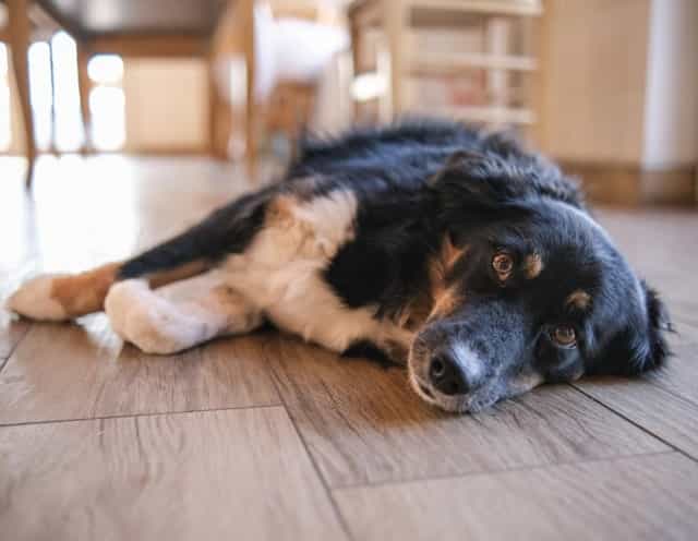 CBD Oil Dosage for Seizures in Pets