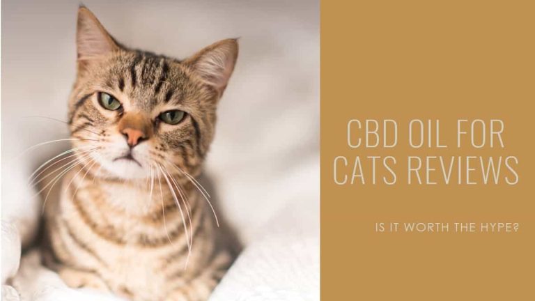 Review CBD Oil for Cats